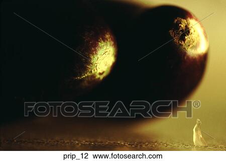 eggplant, grapefruit, fruit, vegetable, food, cooking, close-up View Large Photo Image Stock Image - eggplant, grapefruit, fruit, vegetable, food, cooking, close-up. Fotosearch