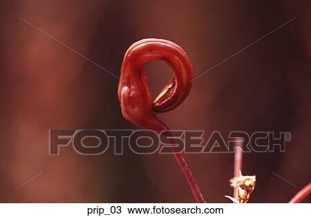 Stock Image - plant, nature, fetal, flower, botany, close-up. Fotosearch