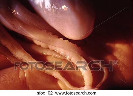 Stock Image - octopus, food, seafood, cooking, raw, close-up, hand. Fotosearch