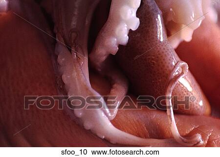octopus, food, seafood, cooking, raw, close-up, hand View Large Photo Image Stock Image - octopus, food, seafood, cooking, raw, close-up, hand. Fotosearch