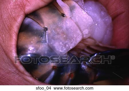 shrimp, prawn, jumbo, large, close-up, food, seafood View Large Photo Image Picture - shrimp, prawn, jumbo, large, close-up, food, seafood. Fotosearch