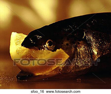 trout, raw, fish, seafood, freshwater, food, cooking View Large Photo Image Stock Photograph - trout, raw, fish, seafood, freshwater, food, cooking. Fotosearch