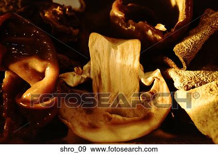 mushroom, button, variety, group, several, cooking, food View Large Photo Image Stock Photo - mushroom, button, variety, group, several, cooking, food. Fotosearch