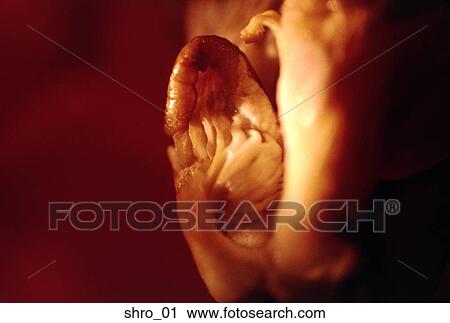 mushroom, oyster, abstract, close-up, food, cooking, art View Large Photo Image Stock Image - mushroom, oyster, abstract, close-up, food, cooking, art. Fotosearch
