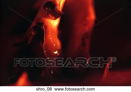 mushroom, oyster, abstract, close-up, food, cooking, art View Large Photo Image Stock Photo - mushroom, oyster, abstract, close-up, food, cooking, art. Fotosearch