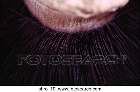 mushroom, portobello, close-up, food, cooking, vegetable, raw View Large Photo Image Stock Image - mushroom, portobello, close-up, food, cooking, vegetable, raw. Fotosearch