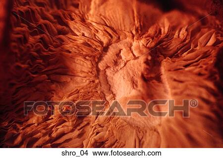 Picture - mushroom, shitake, abstract, close-up, food, cooking, art. Fotosearch