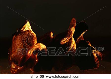mushroom, unusual, abstract, close-up, food, cooking, art View Large Photo Image Stock Photography - mushroom, unusual, abstract, close-up, food, cooking, art. Fotosearch