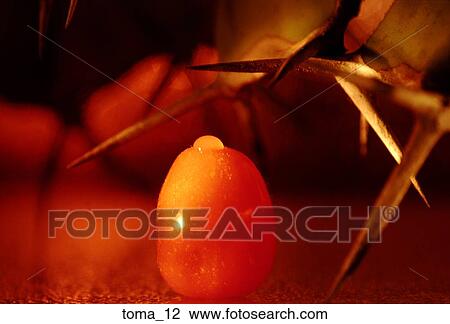tomato, cherry food, vegetable, cooking, close-up, cactus, plant View Large Photo Image Stock Image - tomato, cherry food, vegetable, cooking, close-up, cactus, plant. Fotosearch