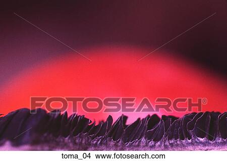 tomato, red, close-up, food, vegetable, cooking, abstract View Large Photo Image Picture - tomato, red, close-up, food, vegetable, cooking, abstract. Fotosearch