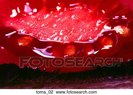Stock Image - tomato, red, tight close-up, food, vegetable, cooking. Fotosearch