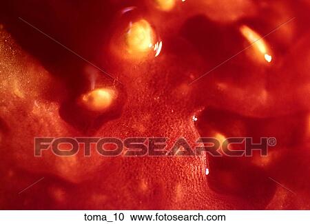 tomato, red, tight close-up, food, vegetable, cooking, slice View Large Photo Image Stock Image - tomato, red, tight close-up, food, vegetable, cooking, slice. Fotosearch
