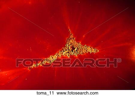 tomato, red, tight close-up, food, vegetable, cooking View Large Photo Image Stock Image - tomato, red, tight close-up, food, vegetable, cooking. Fotosearch