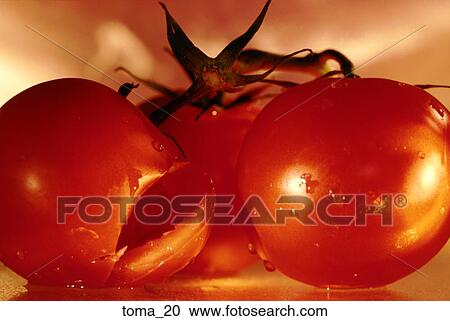 tomatoes, vine, red, close-up, food, vegetable, cooking View Large Photo Image Stock Image - tomatoes, vine, red, close-up, food, vegetable, cooking. Fotosearch
