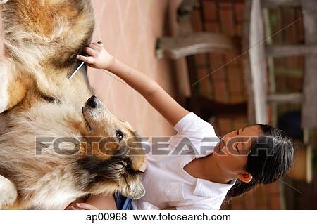 Girl grooming dog View Large Photo Image Stock Photo - Girl grooming dog. Fotosearch