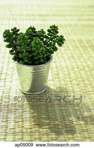 Fake plant in a pot, still life View Large Photo Image Stock Photo - Fake plant in a pot, still life. Fotosearch