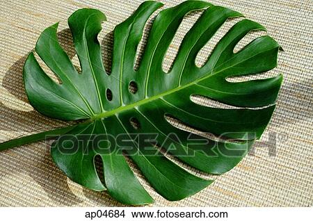 Leaf on a Tatami mat View Large Photo Image Picture - Leaf on a Tatami mat. Fotosearch