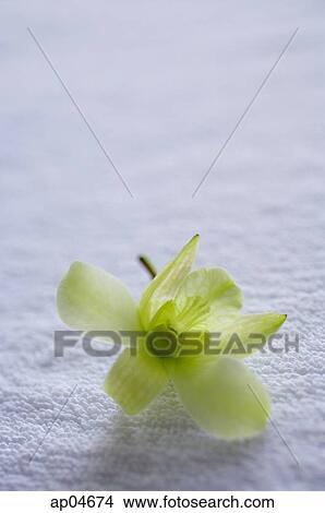 Still life of Orchid flower View Large Photo Image Picture - Still life of Orchid flower. Fotosearch