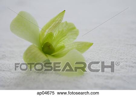 Still life of white Orchid flower View Large Photo Image Stock Photography - Still life of white Orchid flower. Fotosearch