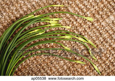 Bunch of chives View Large Photo Image Stock Photo - Bunch of chives. Fotosearch