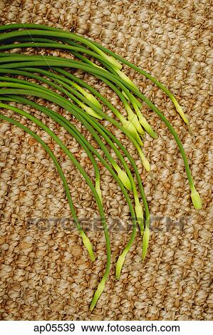 Stock Photo - Bunch of Garlic chives, still life. Fotosearch