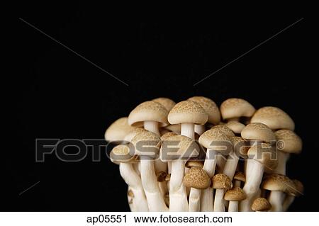 Dried mushrooms against black background, still life View Large Photo Image Stock Image - Dried mushrooms against black background, still life. Fotosearch
