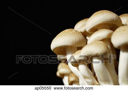 Dried mushrooms, still life View Large Photo Image Stock Image - Dried mushrooms, still life. Fotosearch