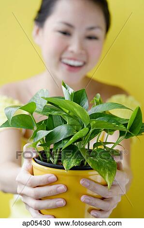 Woman holding house plant, selective focus View Large Photo Image Stock Image - Woman holding house plant, selective focus. Fotosearch