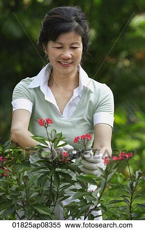 A woman pruning flowers in the garden View Large Photo Image Stock Photography - A woman pruning flowers in the garden. Fotosearch