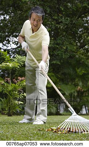 Man in garden, raking leaves View Large Photo Image Stock Image - Man in garden, raking leaves. Fotosearch
