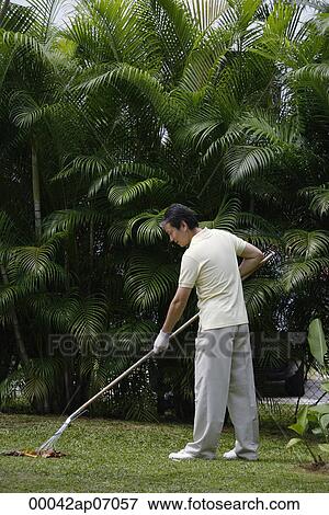 Man in garden, raking leaves View Large Photo Image Stock Photo - Man in garden, raking leaves. Fotosearch