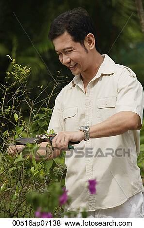 Man pruning bushes in garden View Large Photo Image Stock Photo - Man pruning bushes in garden. Fotosearch