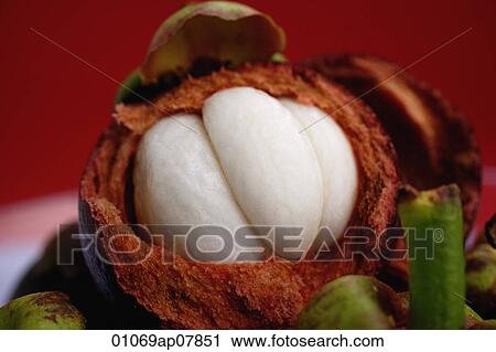 Mangosteen View Large Photo Image Stock Image - Mangosteen. Fotosearch