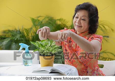 Mature woman pruning plant View Large Photo Image Stock Image - Mature woman pruning plant. Fotosearch