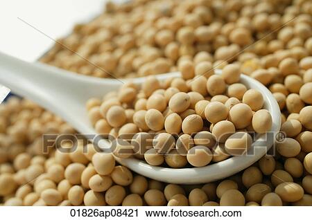 Still life of soya beans View Large Photo Image Stock Image - Still life of soya beans. Fotosearch
