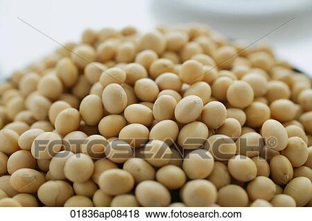 Still life of soya beans View Large Photo Image Stock Photo - Still life of soya beans. Fotosearch