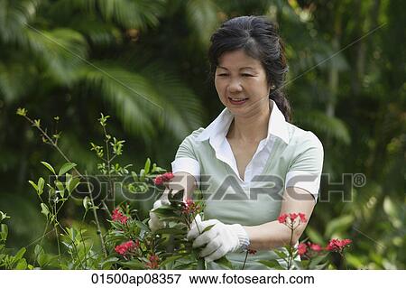 Woman pruning flowers in the garden View Large Photo Image Stock Photo - Woman pruning flowers in the garden. Fotosearch