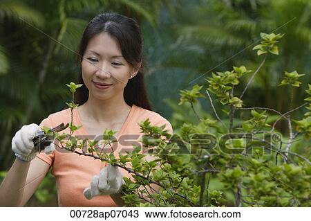 Woman pruning plants View Large Photo Image Stock Image - Woman pruning plants. Fotosearch