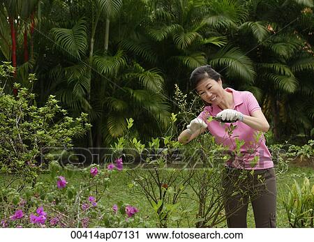 Stock Image - Woman tending to her garden. Fotosearch