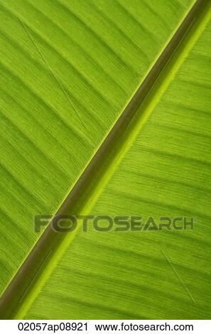 Close up, banana leaf View Large Photo Image Stock Image - Close up, banana leaf. Fotosearch