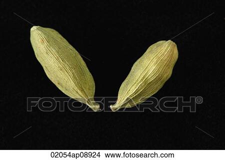 Close up of green cardamom seeds View Large Photo Image Picture - Close up of green cardamom seeds. Fotosearch