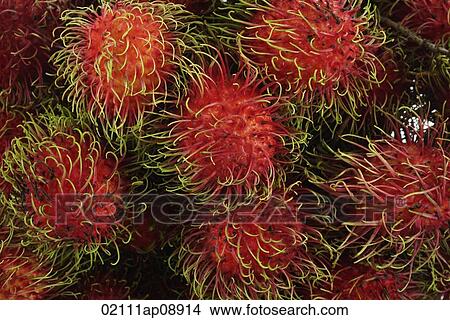 Rambutan View Large Photo Image Picture - Rambutan. Fotosearch