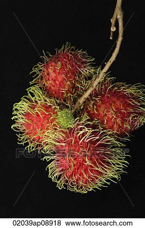 Rambutan View Large Photo Image Stock Photo - Rambutan. Fotosearch