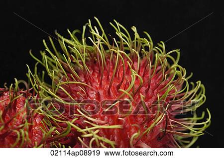 Rambutan View Large Photo Image Stock Photo - Rambutan. Fotosearch