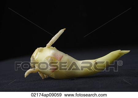 Still life of ginger root View Large Photo Image Stock Photo - Still life of ginger root. Fotosearch