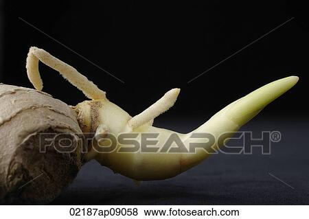 Still life of ginger root View Large Photo Image Stock Photo - Still life of ginger root. Fotosearch