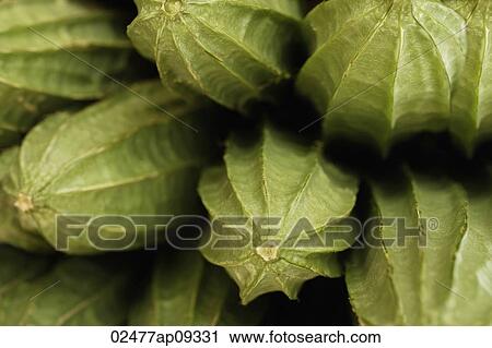 Bitter gourd at market View Large Photo Image Stock Image - Bitter gourd at market. Fotosearch