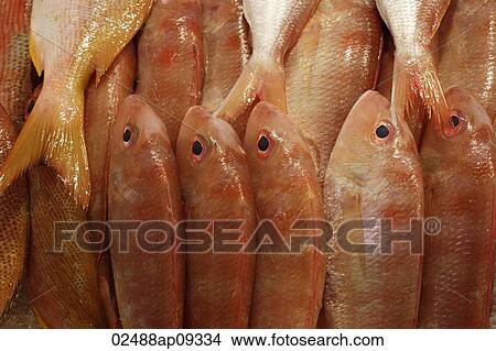 Fish at market View Large Photo Image Picture - Fish at market. Fotosearch