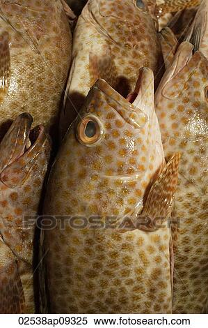Stock Photography - Fish at market. Fotosearch