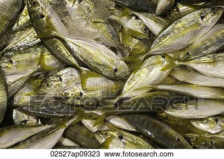 Stock Image - Fish at morning market. Fotosearch